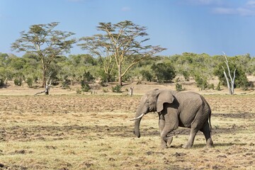 Obraz premium African bush elephant (Loxodonta africana) in front of tree savannah, Ol Pejeta Reserve, Kenya, Africa
