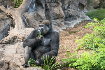 Western lowland gorilla (Gorilla gorilla gorilla), male, eats, captive