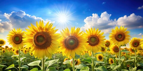 Sunny Field with Tall Sunflower Stands Alone, happy flowers, bright and cheerful