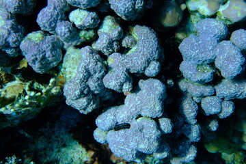 Mountain cupcoral or hump coral (Porites rus) undersea, Red Sea, Egypt, Sharm El Sheikh, Montazah...