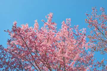 Wild Himalayan Cherry in Thailand
