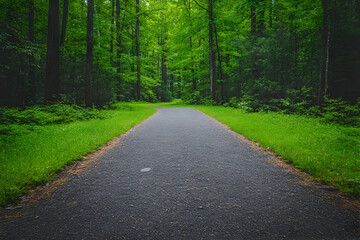Fototapeta premium Forest path, summer walk, green trees, nature