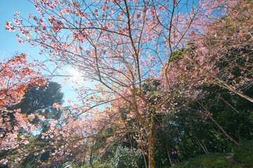 Wild Himalayan Cherry in Thailand