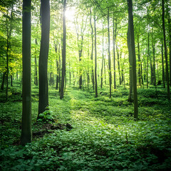 Obraz premium Sunlit forest path, lush green undergrowth. Nature background for tranquility