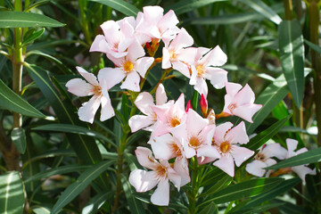 An oleander plant with pink flowers in a close up view
