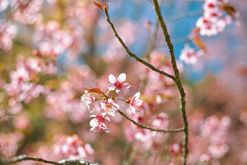 Wild Himalayan Cherry in Thailand