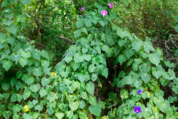 A type of creeper with purple flowers in a close up view