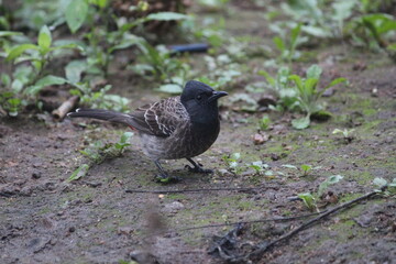 close up shot of Red-vented bulbul on the ground