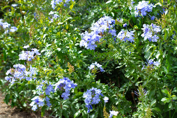 A jasmine bush with blue flowers in a sunny day