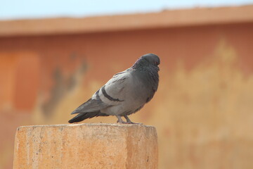 Gray Pigeon Close Up