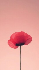 Fototapeta premium A single red flower is the main focus of the image. The flower is positioned in the center of the frame, with its stem extending outwards. The pink background adds a soft