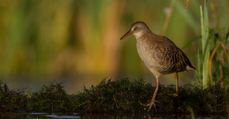 Water Rail - juvenile bird at a wetland in summer