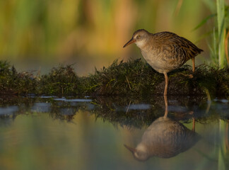Water Rail - juvenile bird at a wetland in summer