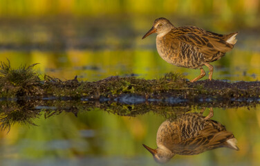 Water Rail - juvenile bird at a wetland in summer