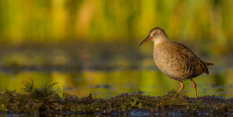 Water Rail - juvenile bird at a wetland in summer