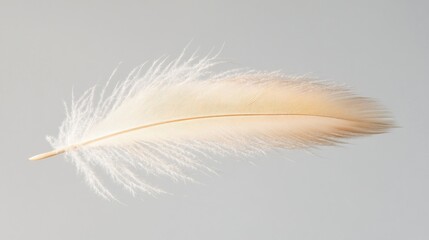 A delicate, soft feather with a light color against a neutral background.