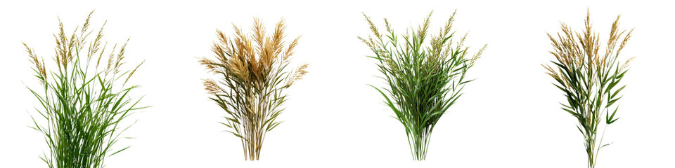 Naklejka premium Lush Green Grass Stalks in Field Vibrant Nature Scenery