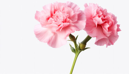 pink carnation flowers