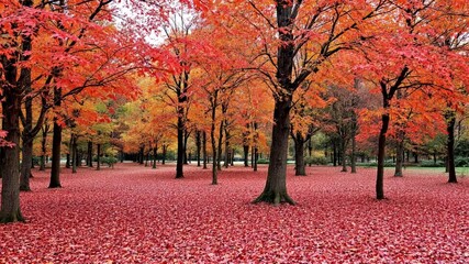 Autumn leaves carpet park path, vibrant foliage, serene scene, ideal for fall themed designs