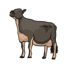 jersey brown swiss cow with white background