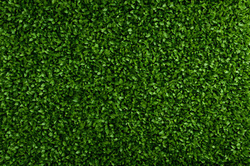 Lush green leaf wall texture background (3)