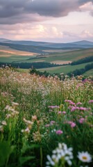 Obraz premium Serene Meadow Landscape with Wildflowers and Rolling Hills