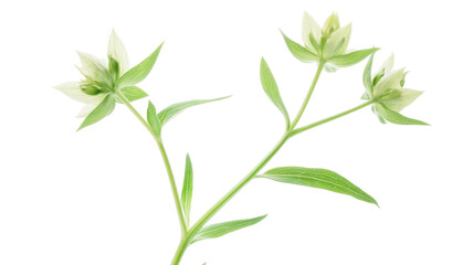 Obraz premium Green blooming plant with delicate blossoms and vibrant leaves captured in a studio setting