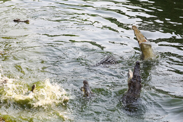 Close up salt crocodile is show action jump on river