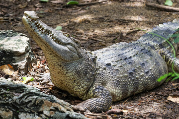 Close up crocodile is action show head in garden
