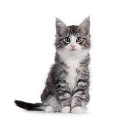 Friendly silver with white Maine Coon cat kitten, sitting up facing front. Looking straight to camera. Isolated on white background.