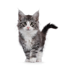 Friendly silver with white Maine Coon cat kitten, standing facing front or walking towards camera. Looking straight to lens. Isolated on white background.