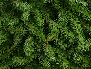 Fototapeta premium Lush green pine branches background