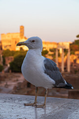 close-up of a seagull, in the background the historic center of Rome