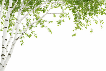 Birch tree branches, spring leaves, white background, nature design