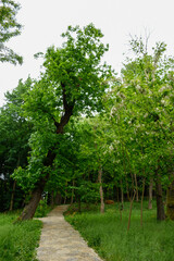 Obraz premium trees in the park at beykoz, istanbul