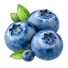 Obraz premium blueberries isolated on white background