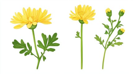 Yellow Chrysanthemum Flower Botanical Illustration - Botanical illu.