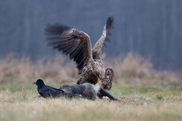 A white-tailed eagle devouring a wild boar in a meadow
