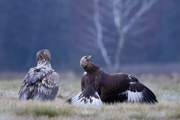 An eagle defending its prey