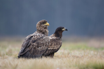 An old and a young white-tailed eagle on an autumn meadow