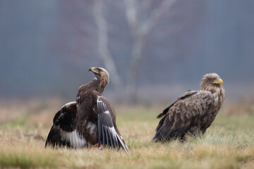 A proud golden eagle and a white-tailed eagle in a meadow