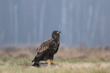 A wet white-tailed eagle sitting on a log