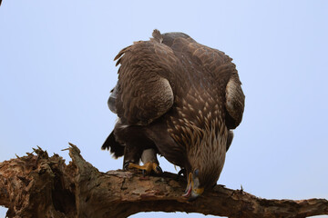 A golden eagle cleaning its beak against a branch