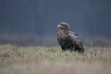 Beautiful eagle on an autumn meadow