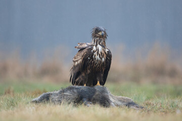 A wet young white-tailed eagle sitting on a wild boar carcass