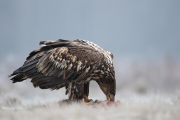 An eagle feeding on a frosty meadow