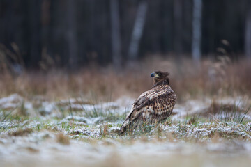 A white-tailed eagle sitting on a snow-covered meadow