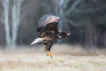 A white-tailed eagle flying over a meadow