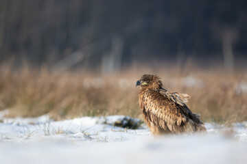 A white-tailed eagle basking in the sun on a winter day