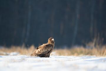 An eagle on a winter meadow against the background of the forest